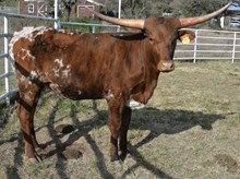 KDK HERC’S MARIGOLD