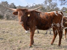 KDK HERC’S MARIGOLD