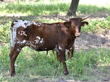 KDK HERC’S MARIGOLD