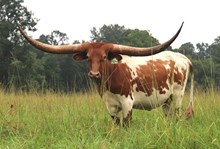 MAYBE I'M AMAZED BCB