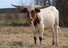 Heifer calf 2021 Swager x BL Monika Tuff 