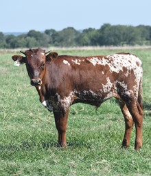 #2319 - HR Cowboys Rescue x Rebel HR