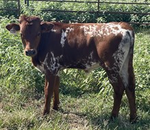 1886 Michael's Rescue