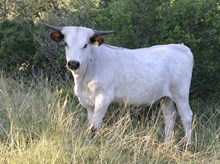 KDK HERC’S PETUNIA 404