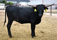 DB Prom's Celia Heifer