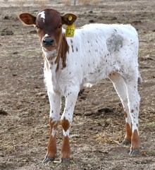 Cracker Jack X Monika Tuff Heifer