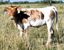 Texas Rebel X Just Chilli'n