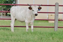 BCR AMOR DE AGUA 438