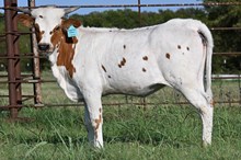 G&A  MAGNIFICENT BELL