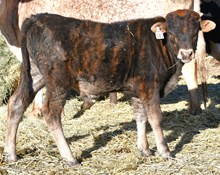 CND X Contested Point bull calf