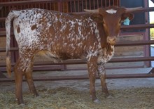 DB Magnificent X DB Mermaid's Ember