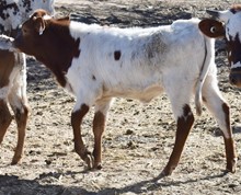 GLR CUT N LILLY GAL