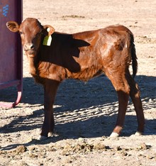 Fireman X Clara heifer