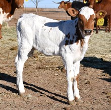 Fireman X miracle win