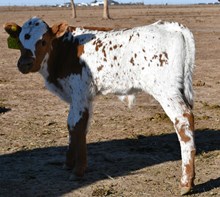 Fireman X Miss marvel bull