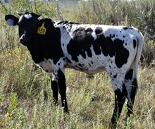 Spokesman X TCC Shellys Superstar