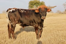 Turning Point BCR 452